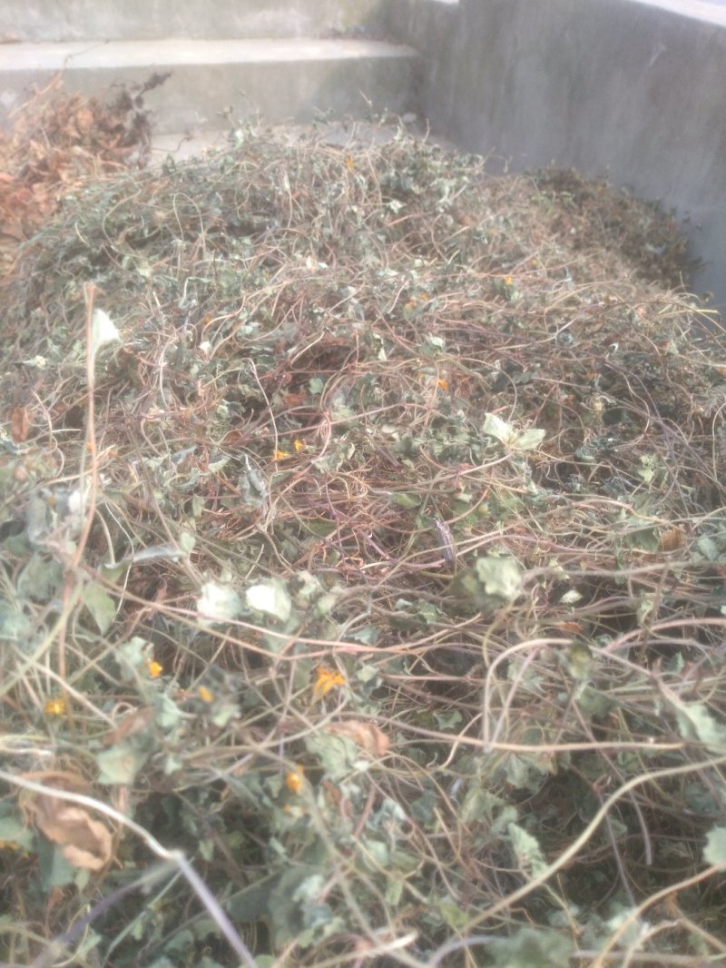 小金钱草