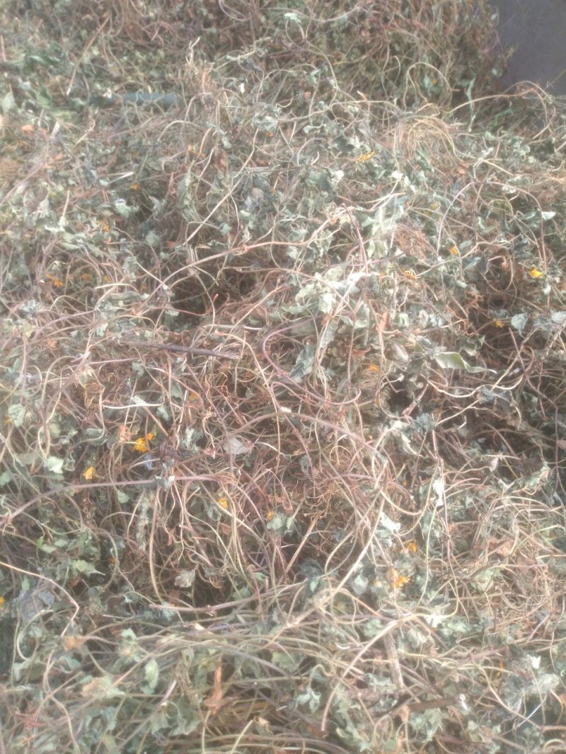 小金钱草