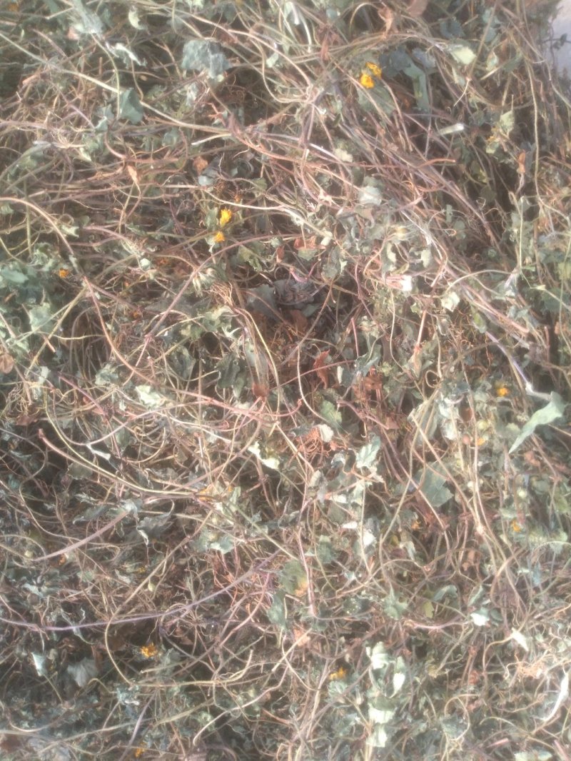 小金钱草