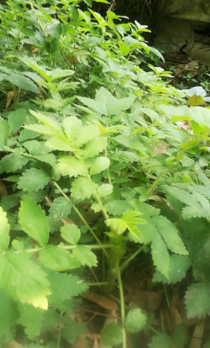 仙鹤草龙牙草