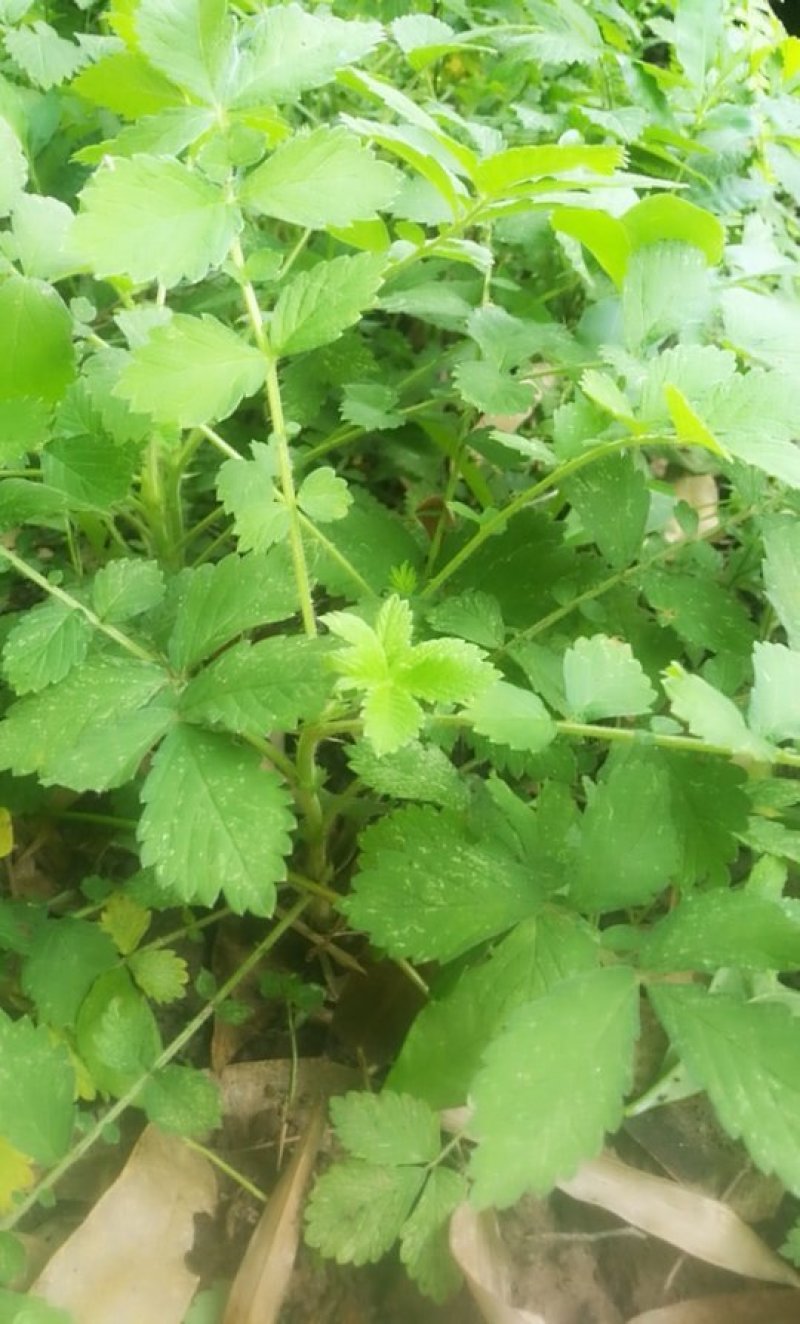 仙鹤草龙牙草