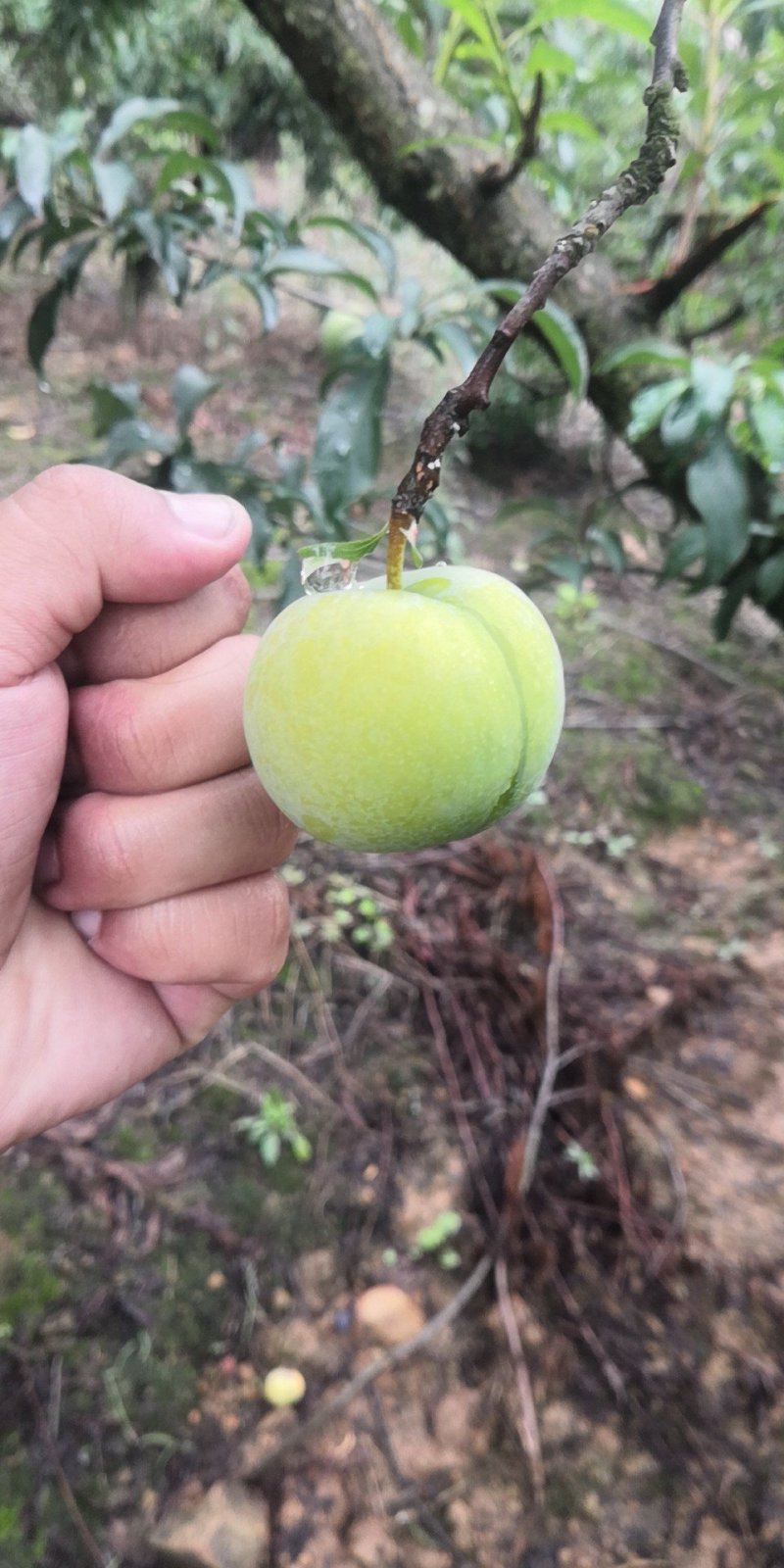 贵州镇宁六马蜂糖李