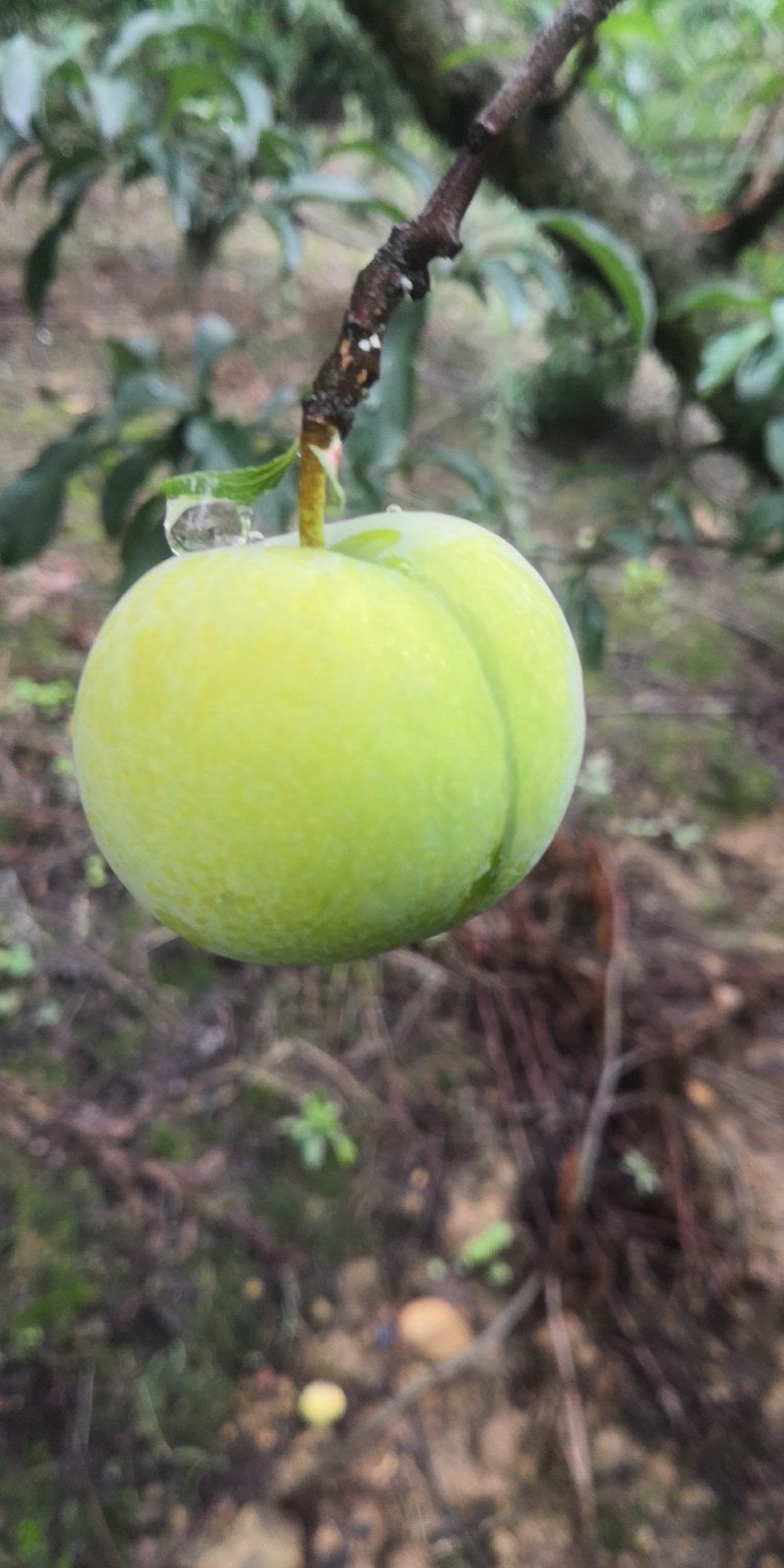 贵州镇宁六马蜂糖李