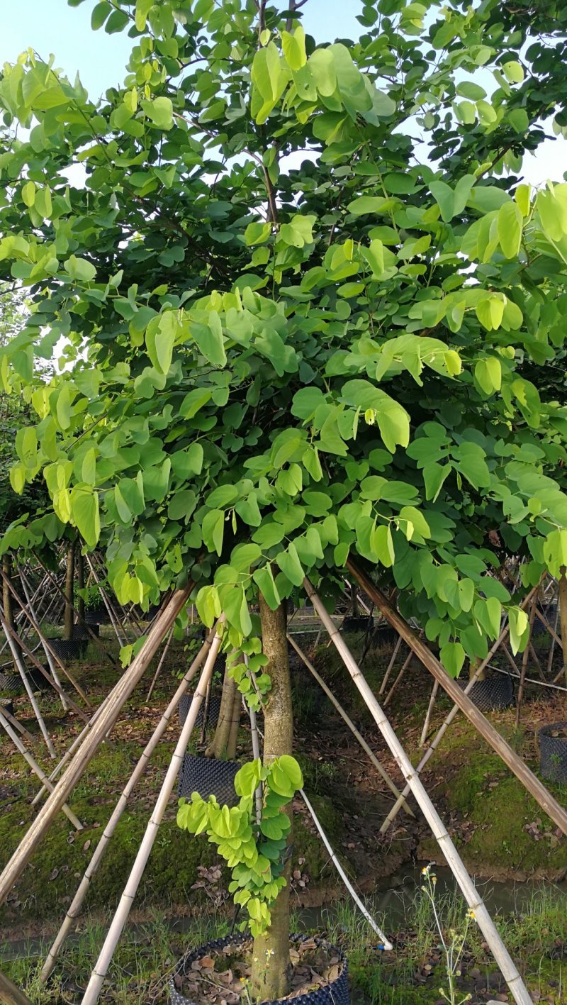 宫粉紫荆12-24分，红花紫荆16-24分