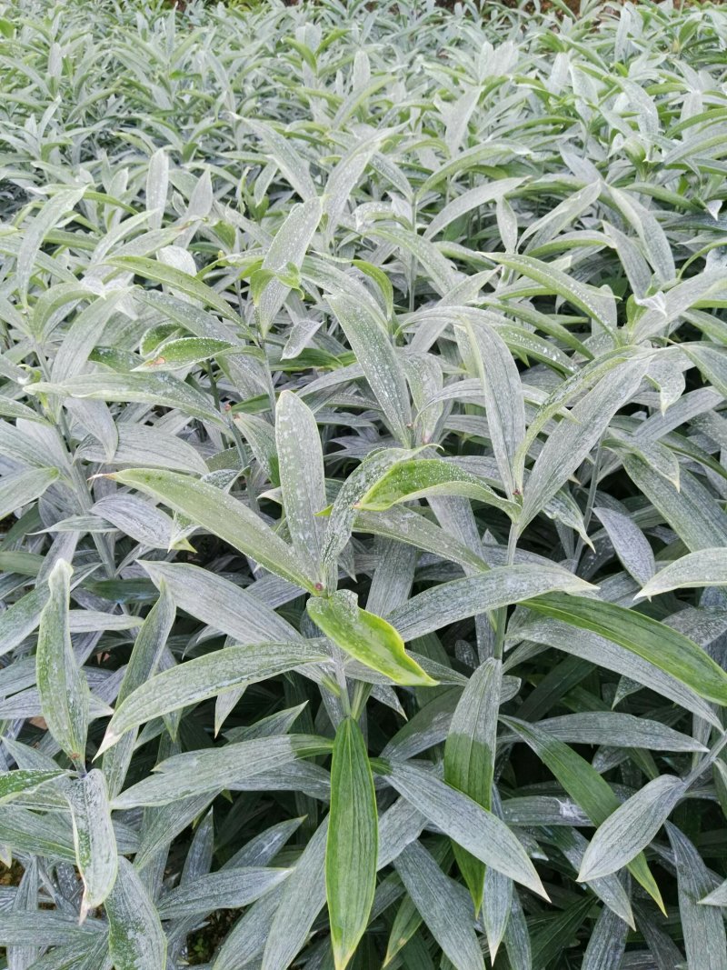 龙芽百合
