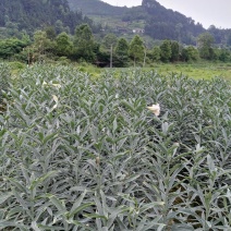 龙芽百合