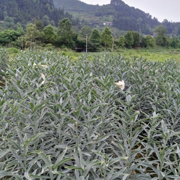 龙芽百合
