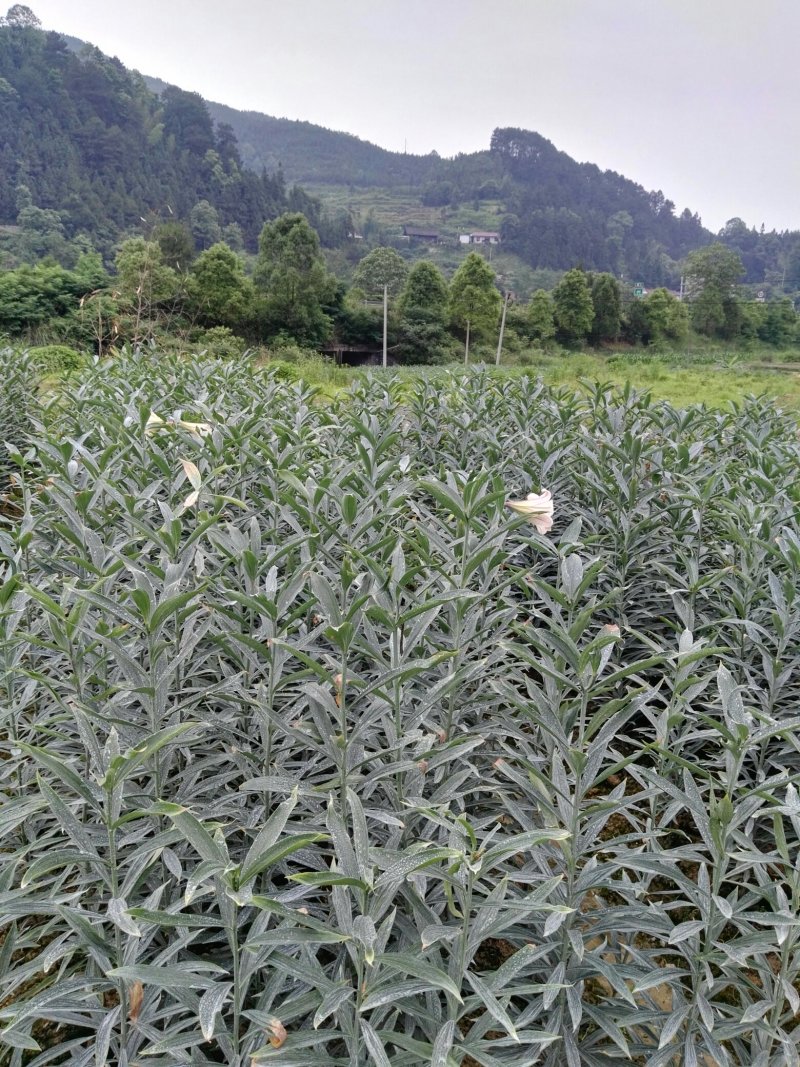 龙芽百合