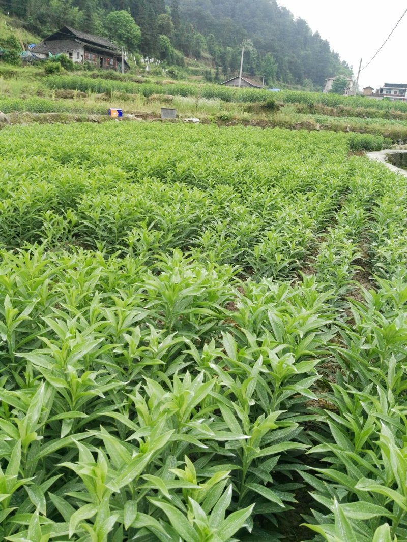 龙芽百合