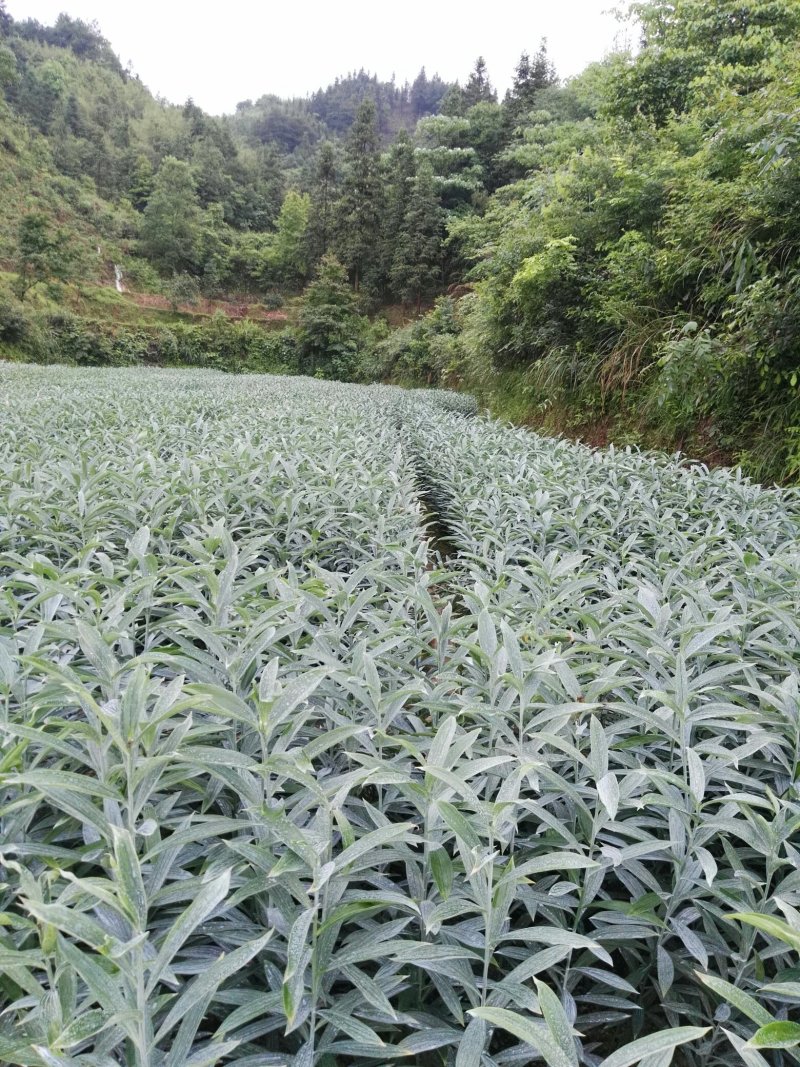 龙芽百合