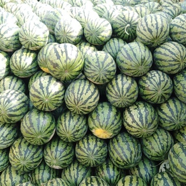 陕西蒲城甜王