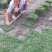 台湾二号草块(方块）（新津县基地）
