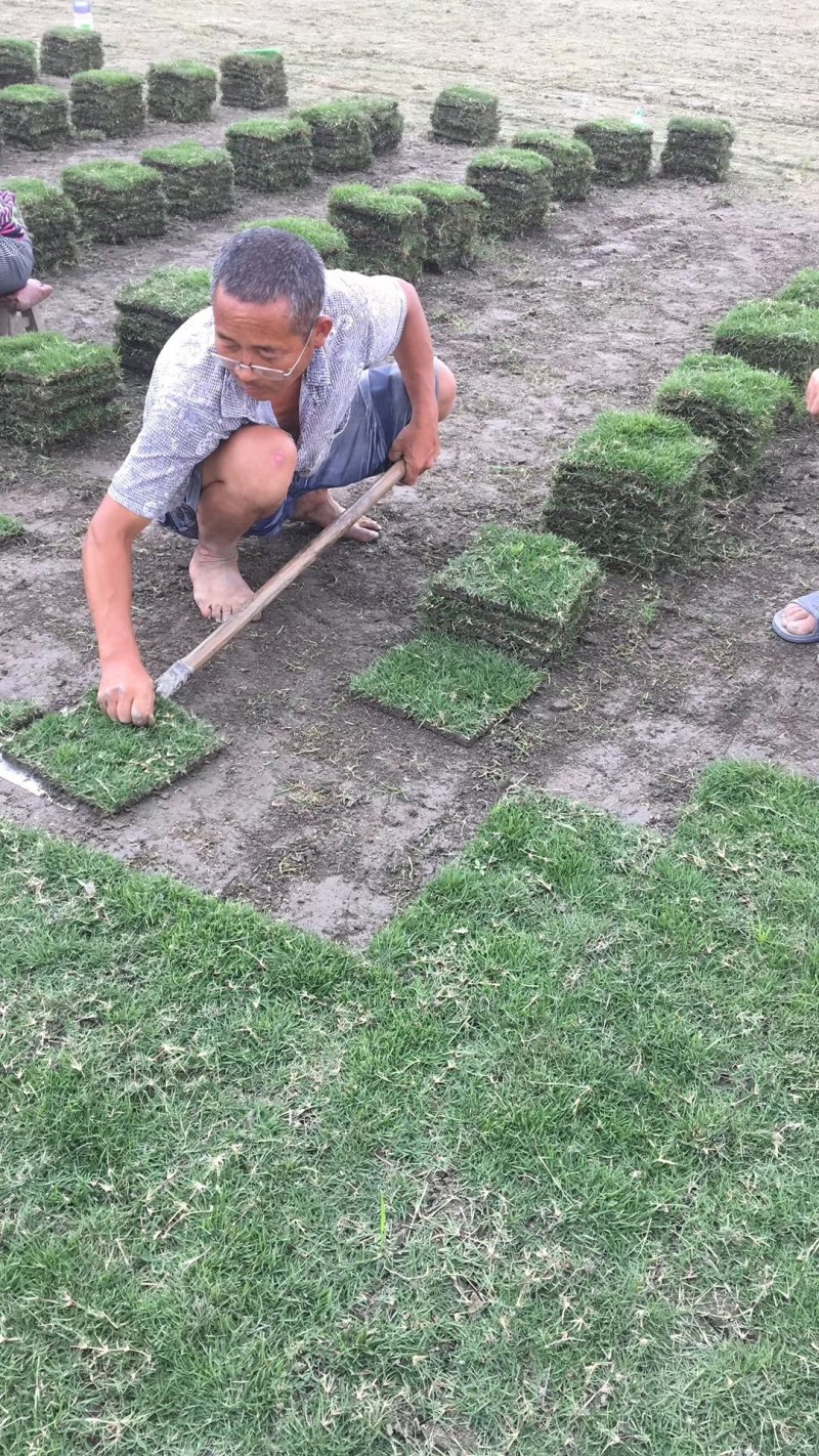 台湾二号草块(方块）（新津县基地）