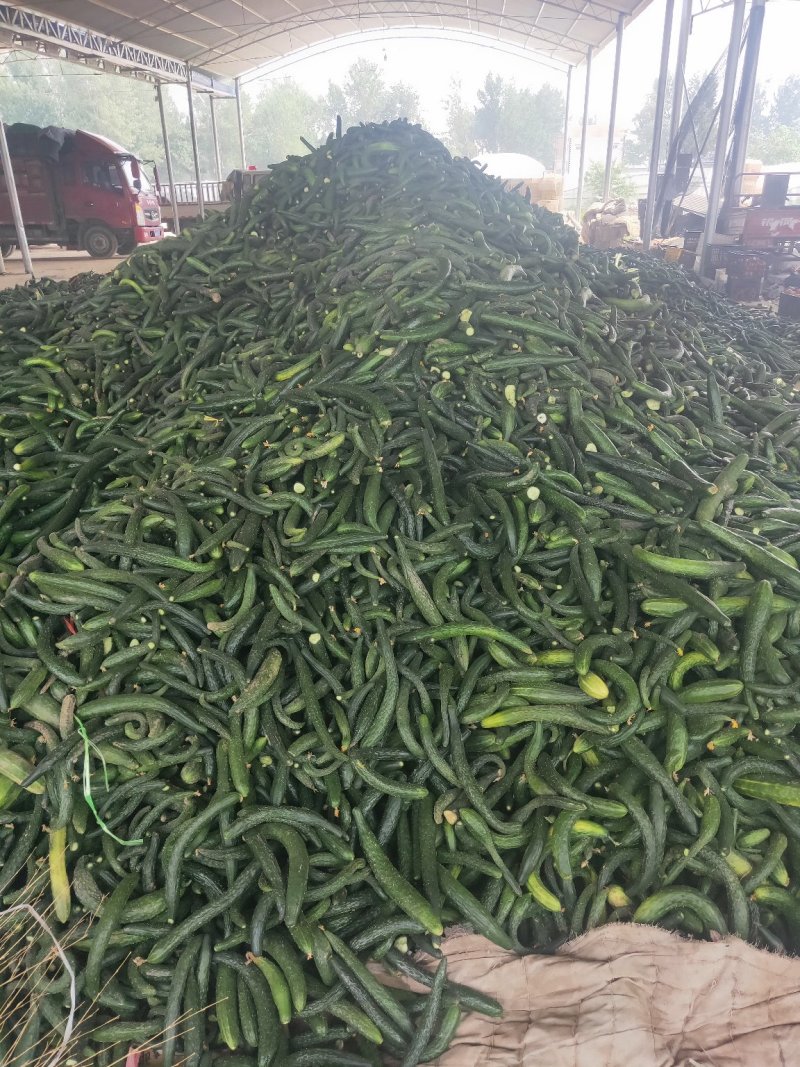 大棚黄瓜头大量上市，酱菜厂直发，有要的联系