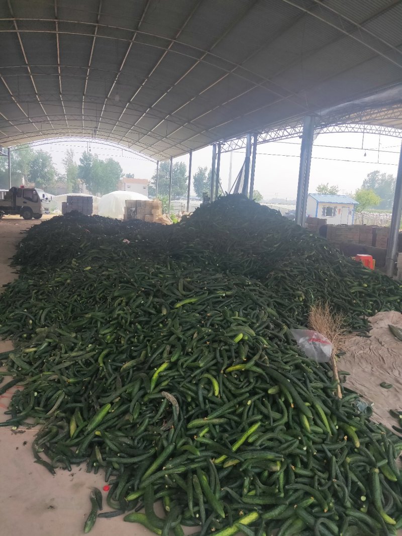 大棚黄瓜头大量上市，酱菜厂直发，有要的联系