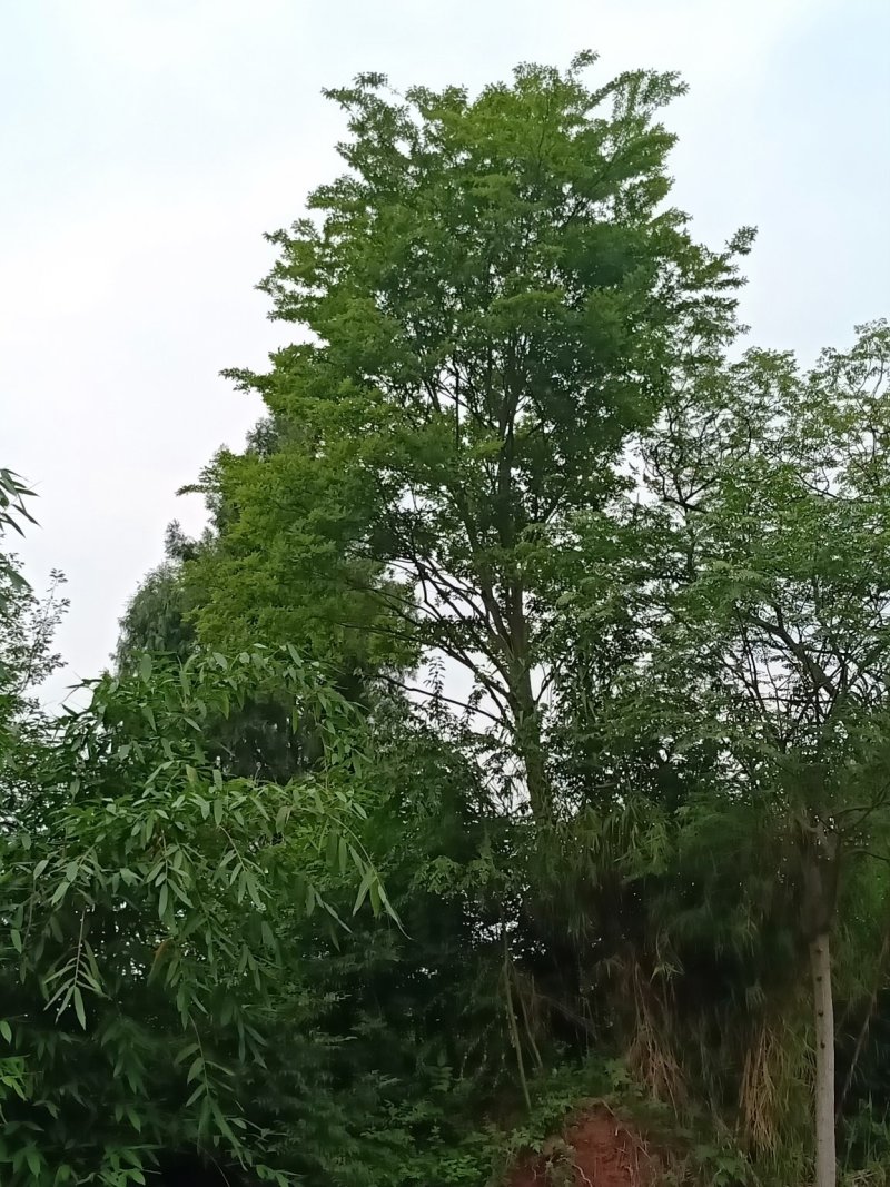 朴树