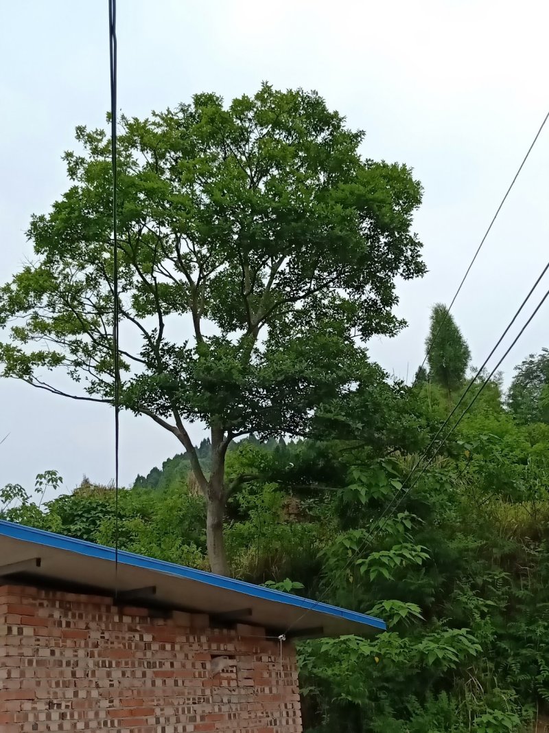 朴树
