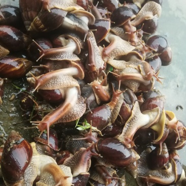 非洲蜗牛