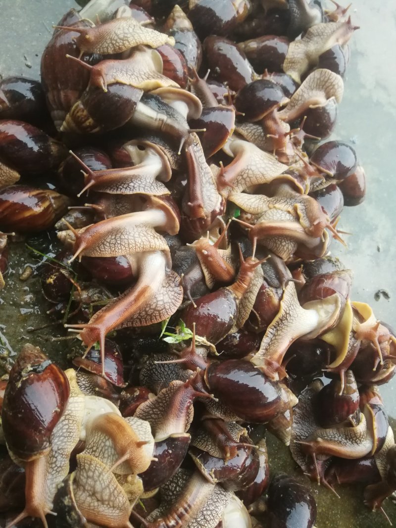 非洲蜗牛