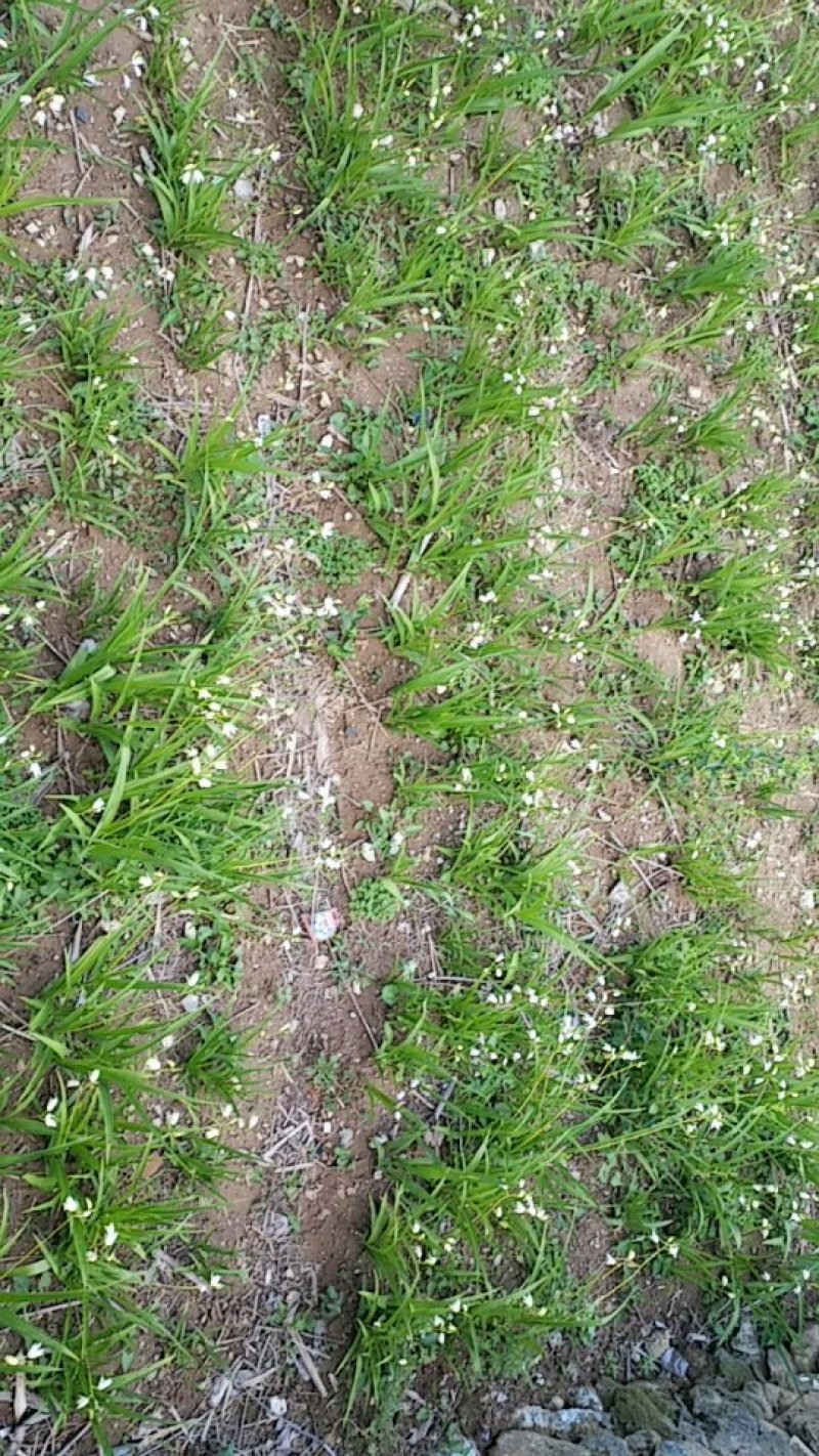白芨三叉白花，正宗野生假一赔百