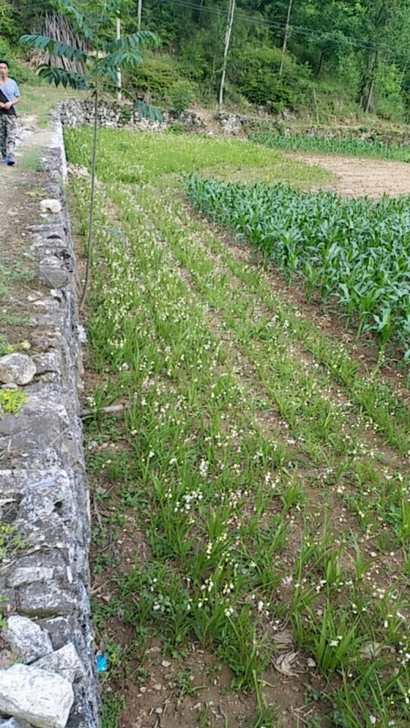 白芨三叉白花，正宗野生假一赔百