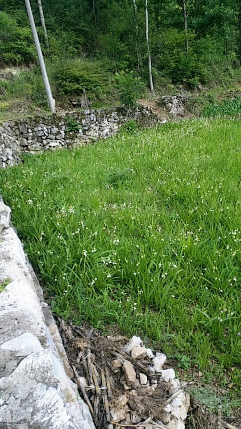 白芨三叉白花，正宗野生假一赔百