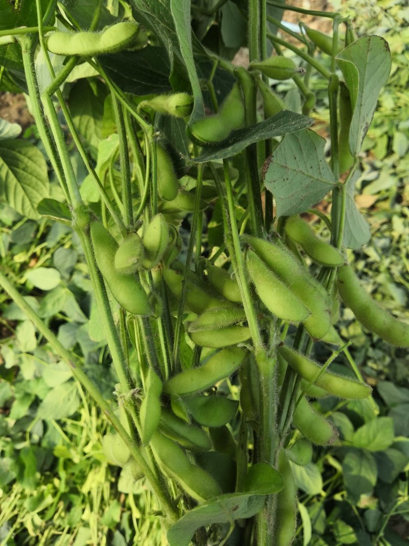 阜阳翠绿宝毛豆产地值供鲜食毛豆大量上市水洗打冷一条龙