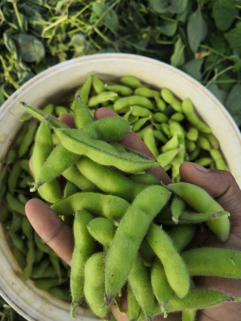 阜阳翠绿宝毛豆产地值供鲜食毛豆大量上市水洗打冷一条龙