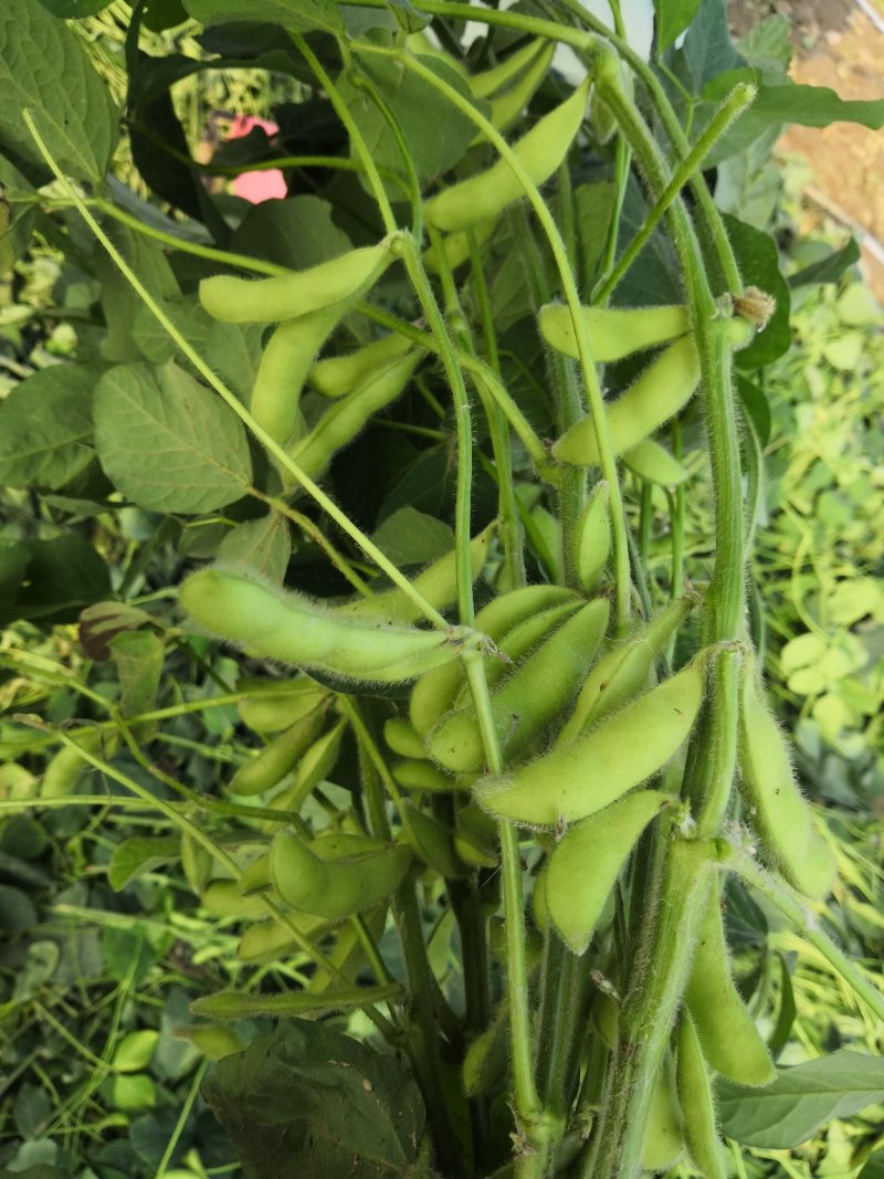 阜阳翠绿宝毛豆产地值供鲜食毛豆大量上市水洗打冷一条龙