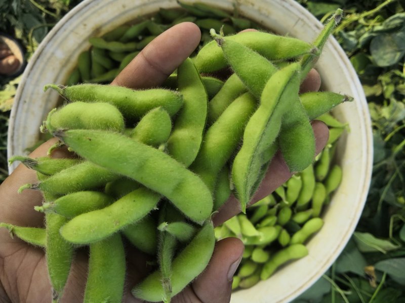 阜阳翠绿宝毛豆产地值供鲜食毛豆大量上市水洗打冷一条龙
