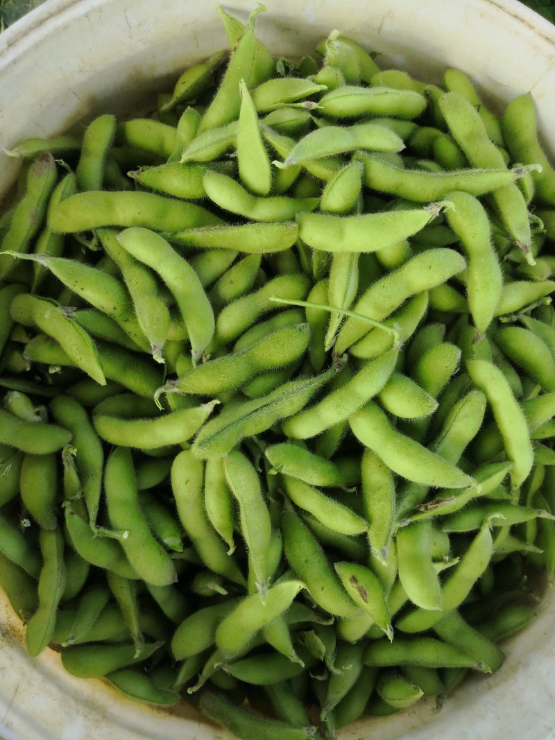 阜阳翠绿宝毛豆产地值供鲜食毛豆大量上市水洗打冷一条龙