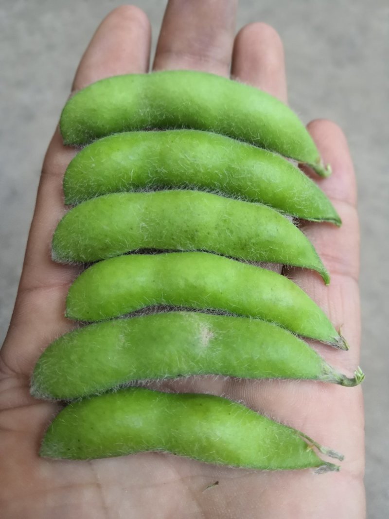 阜阳翠绿宝毛豆产地值供鲜食毛豆大量上市水洗打冷一条龙