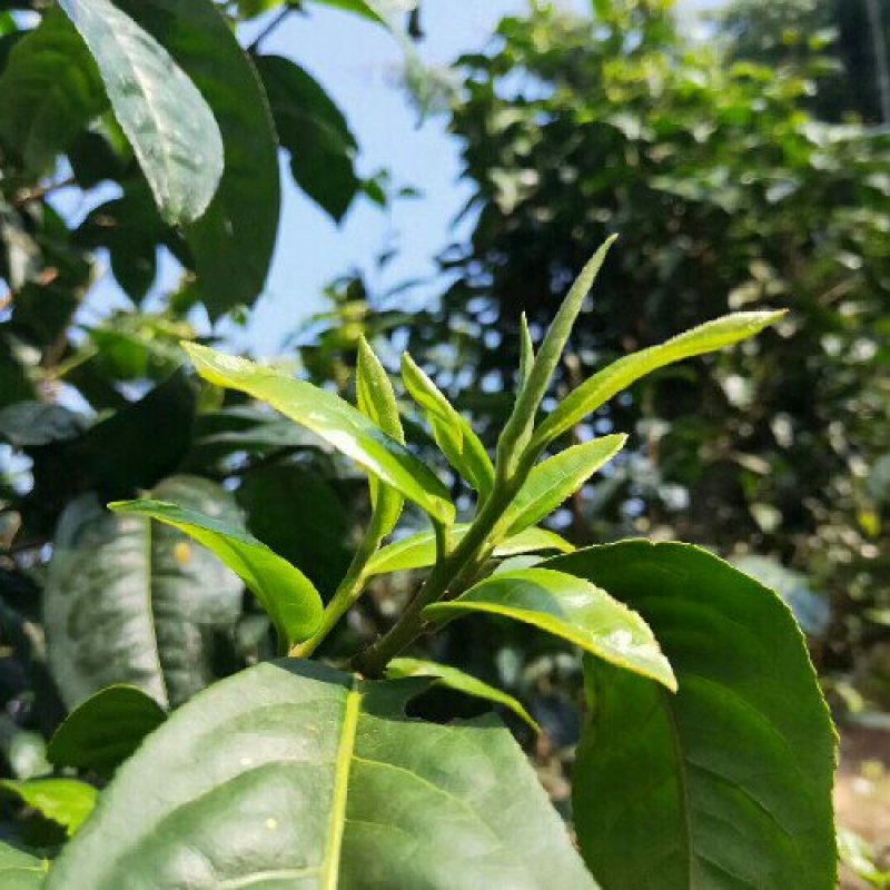 自家生态茶今天制作80公斤鲜叶。