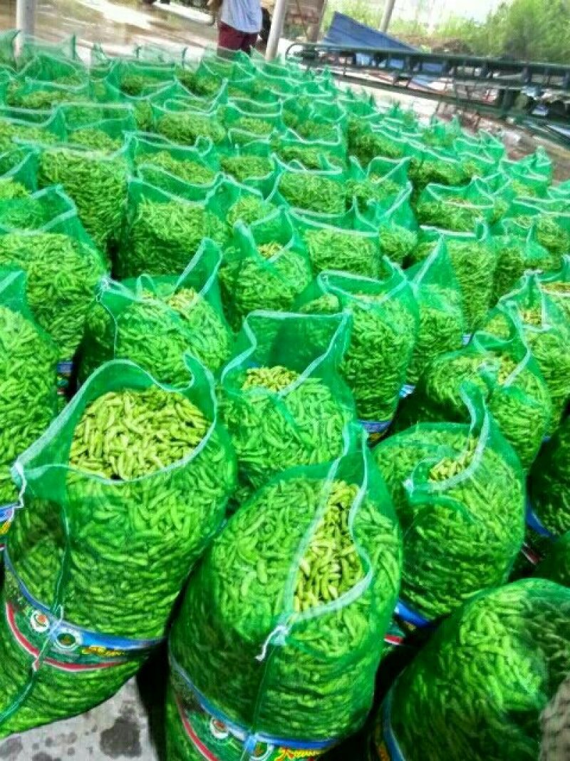 翠绿宝毛豆苏北毛豆基地欢迎合作