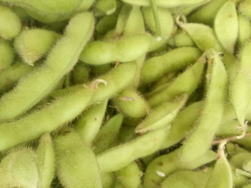 翠绿宝毛豆苏北毛豆基地欢迎合作