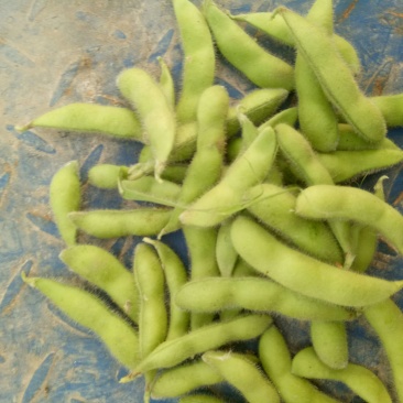 翠绿宝毛豆苏北毛豆基地欢迎合作
