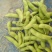 翠绿宝毛豆苏北毛豆基地欢迎合作