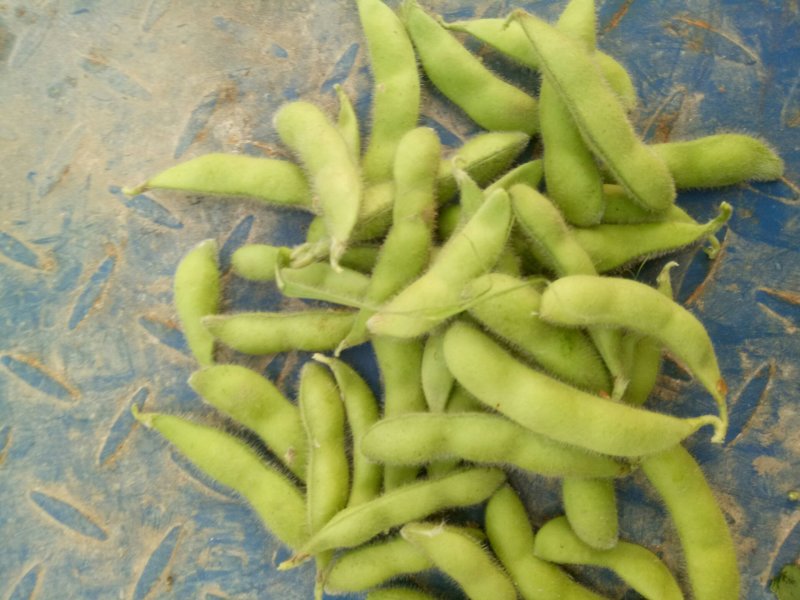 翠绿宝毛豆苏北毛豆基地欢迎合作