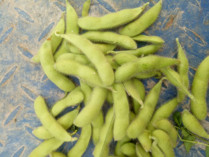 翠绿宝毛豆苏北毛豆基地欢迎合作