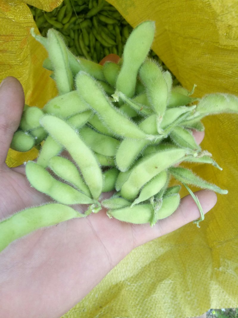 翠绿宝毛豆苏北毛豆基地欢迎合作