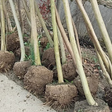速生紫薇树