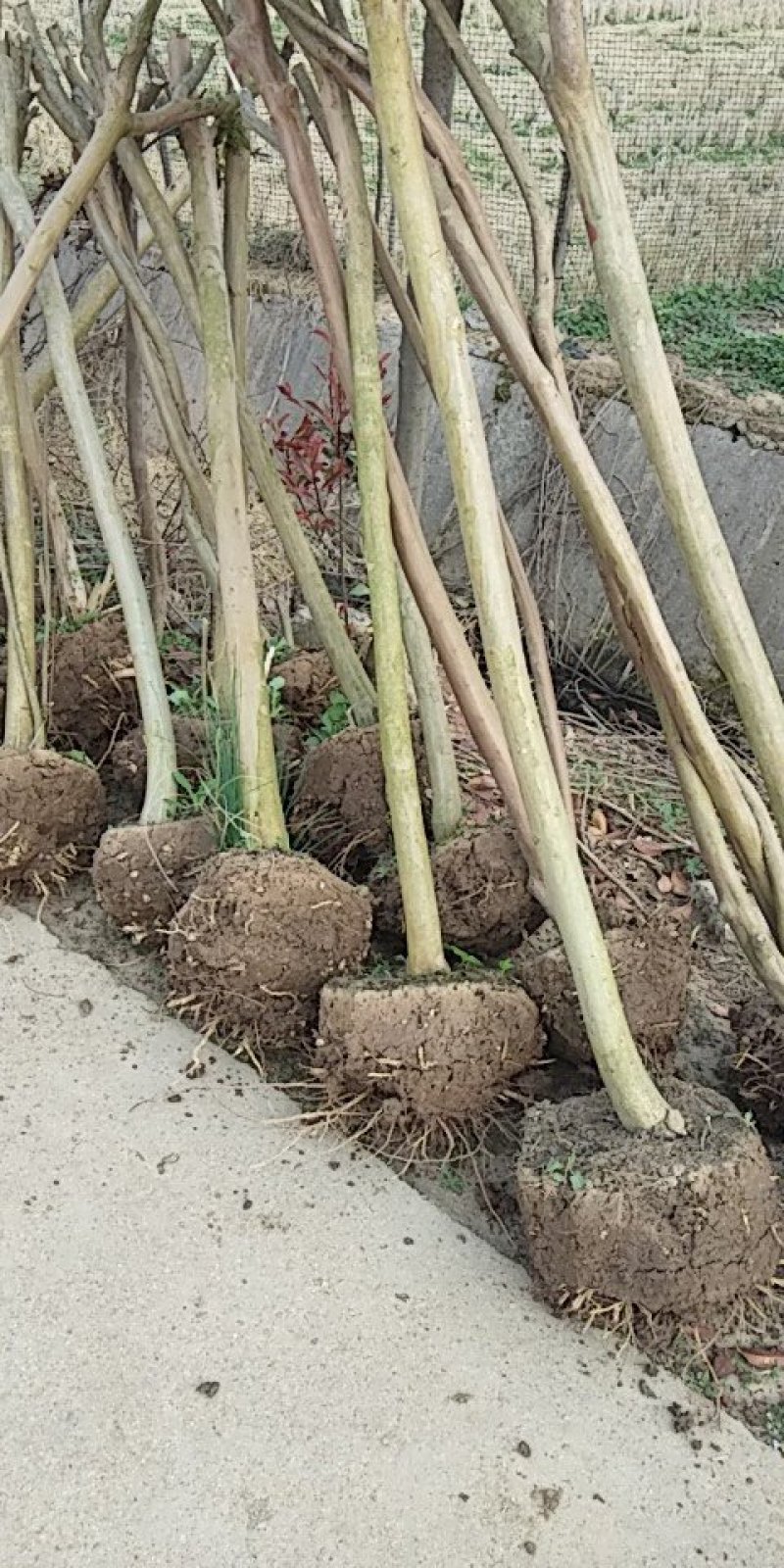 速生紫薇树