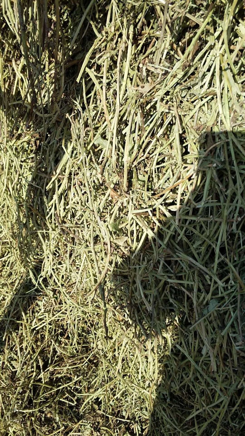 花生秧牛羊草料，1-3公分长。袋装，压块都有货