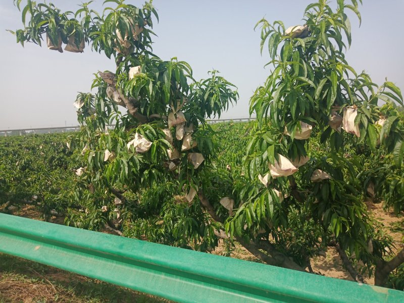 大量供应沙红桃