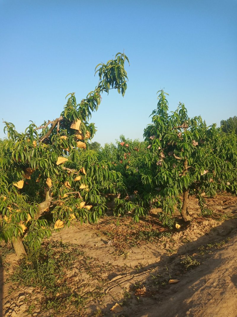 大量供应沙红桃