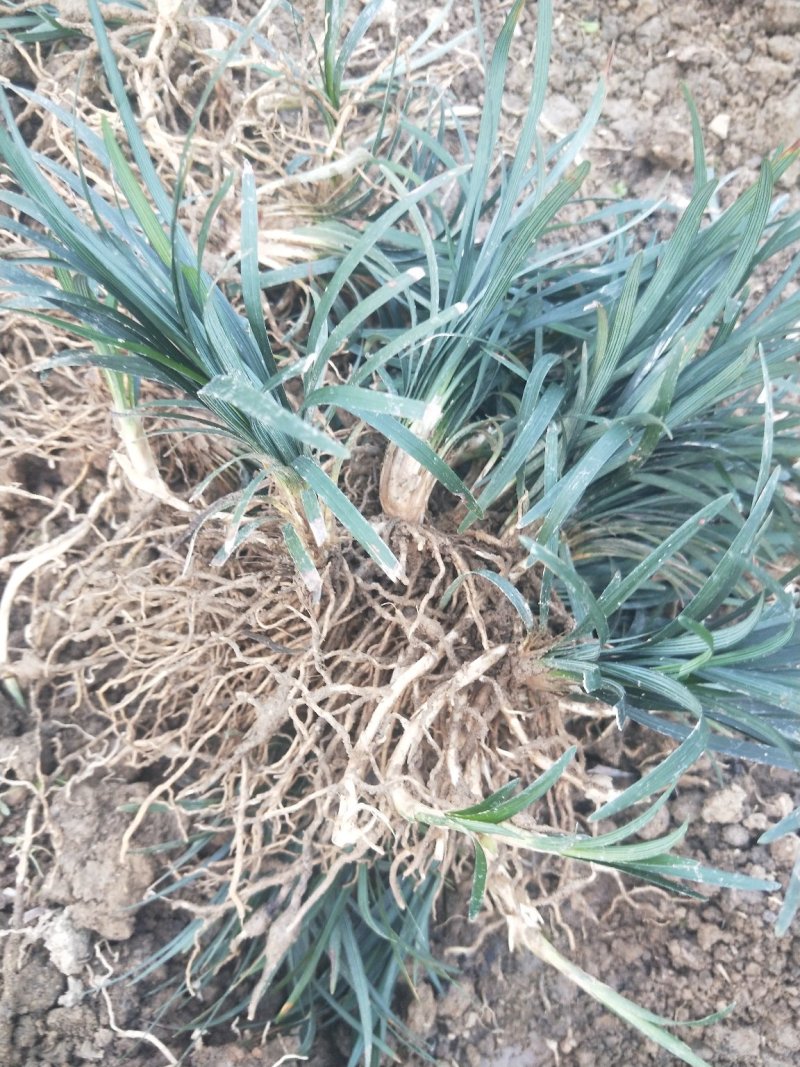 大量供应玉龙草4~8cm