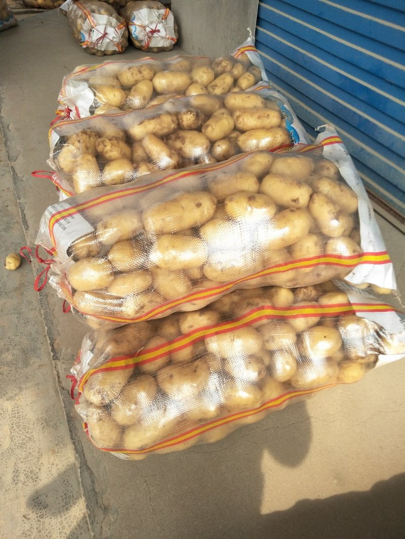 荷兰15土豆冷库荷兰土豆批发荷兰土豆质量好
