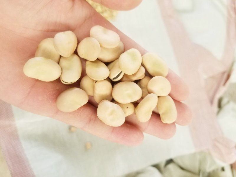 甘肃蚕豆，手选蚕豆，精品绿色蚕豆，厂里直销，生干蚕豆