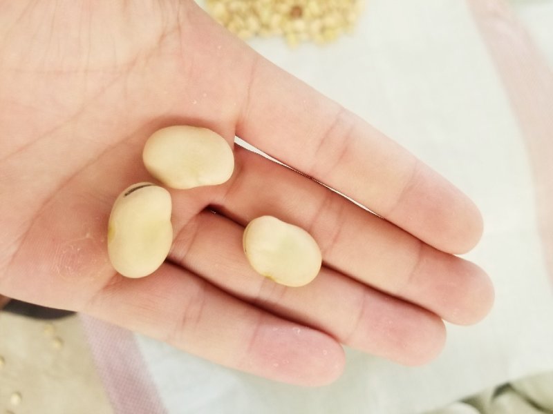 甘肃蚕豆，手选蚕豆，精品绿色蚕豆，厂里直销，生干蚕豆