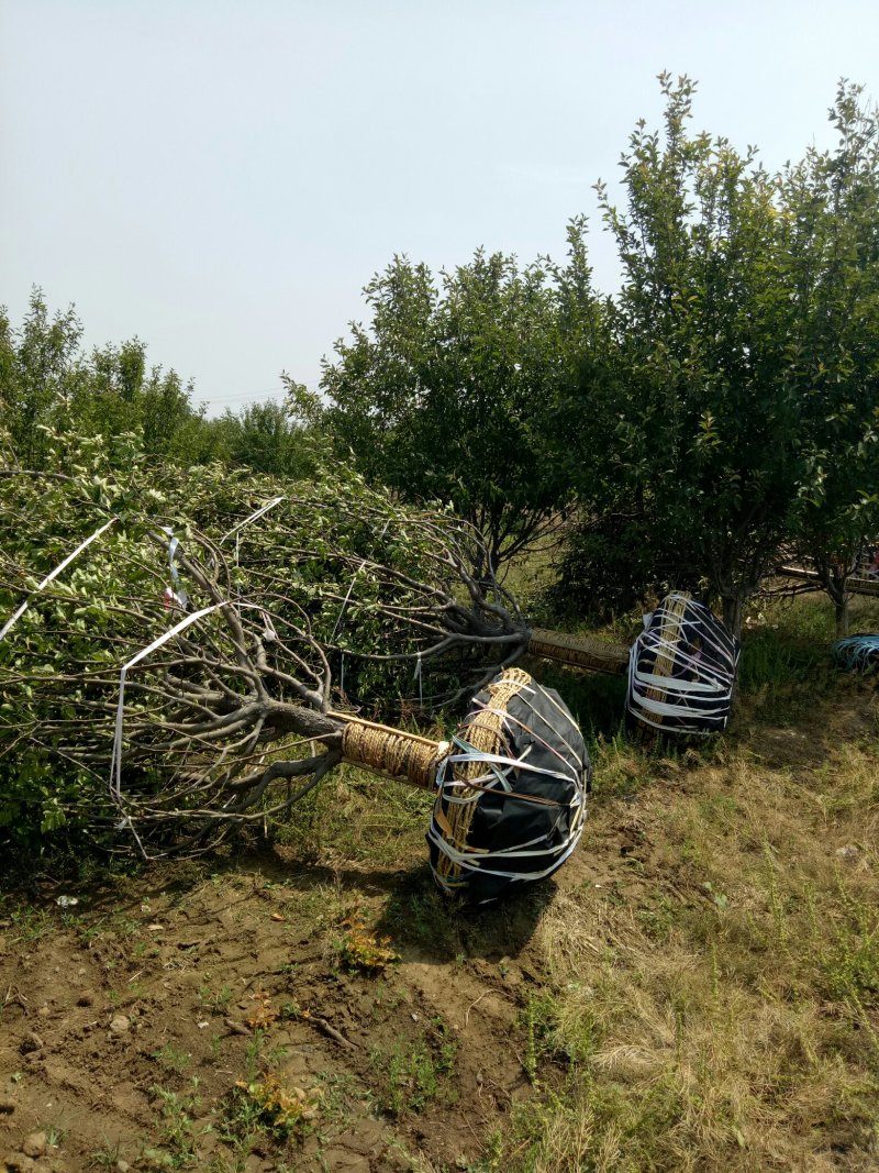 绚丽海棠，工程绿化绚丽海棠树，精品绚丽海棠